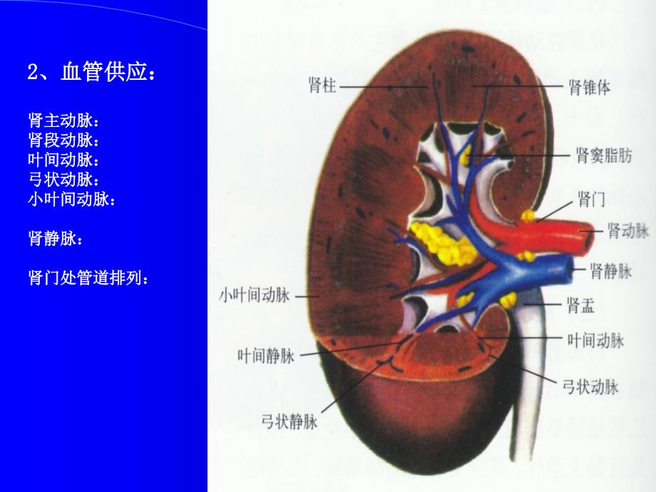 肾脏输尿管超声幻灯_第4页