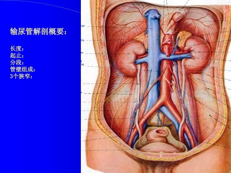 肾脏输尿管超声幻灯_第5页