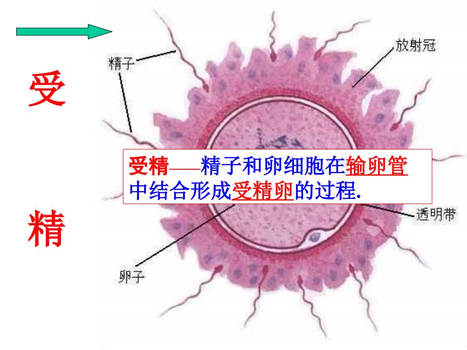 新生命的诞生第二课时课件_第4页