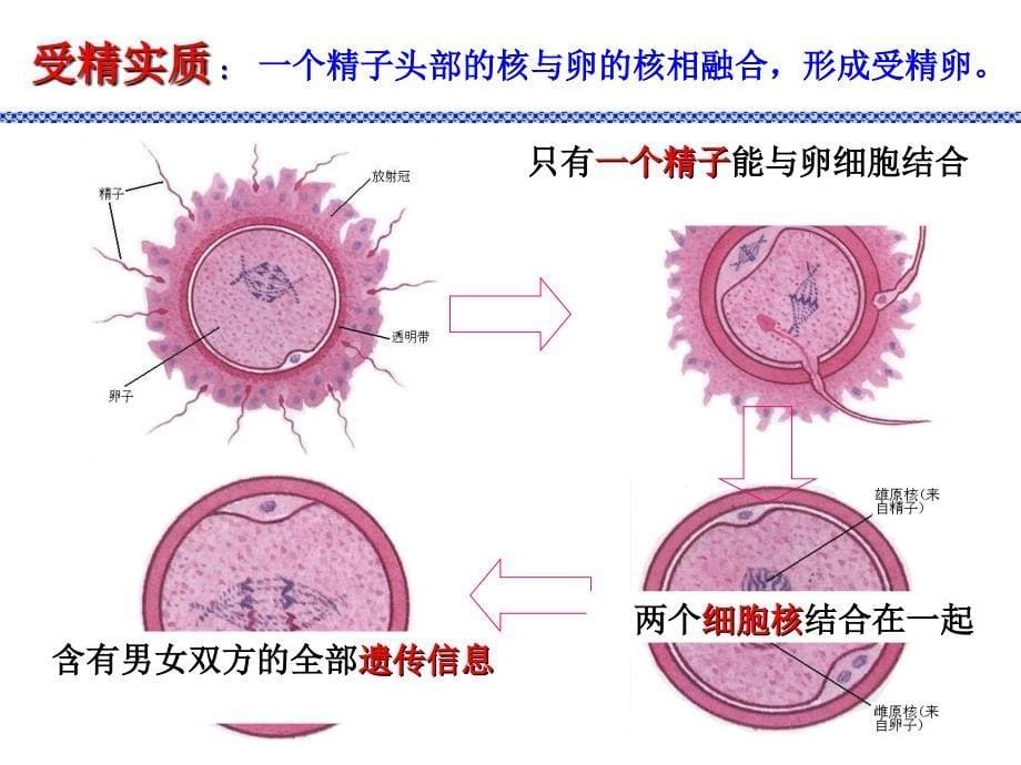 新生命的诞生第二课时课件_第5页