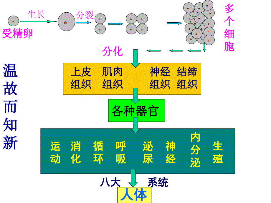 七生上课件《植物体的结构层次》_第3页