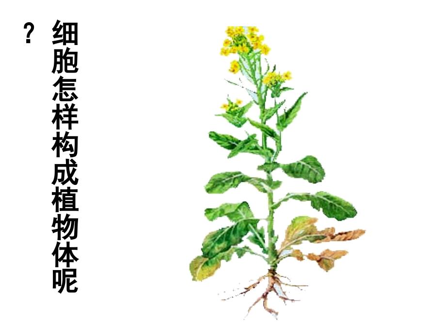 七生上课件《植物体的结构层次》_第4页