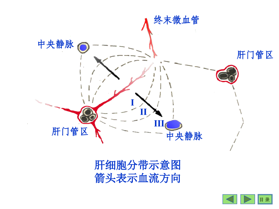 第二十二章肝生物化学_第4页