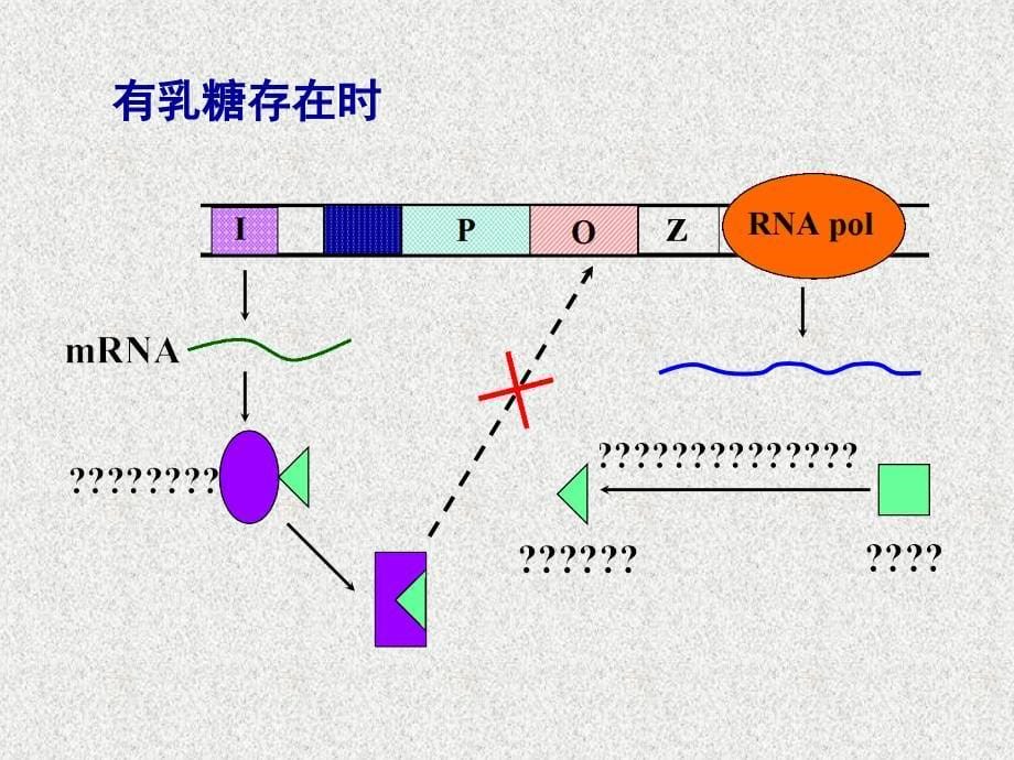 原核基因转录调节_第5页