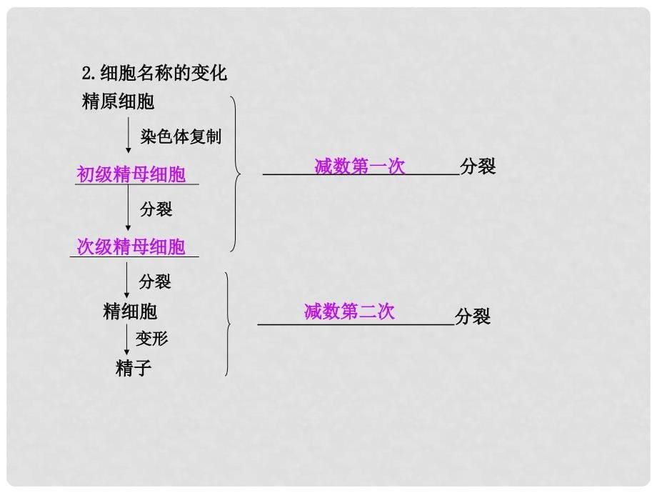 高中生物《 2.1 减数分裂》课件 新人教版必修2_第5页