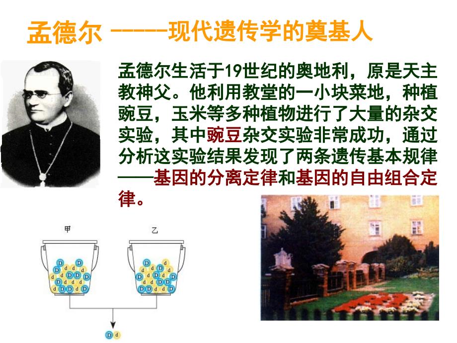 豌豆杂交实验一推荐课件_第2页