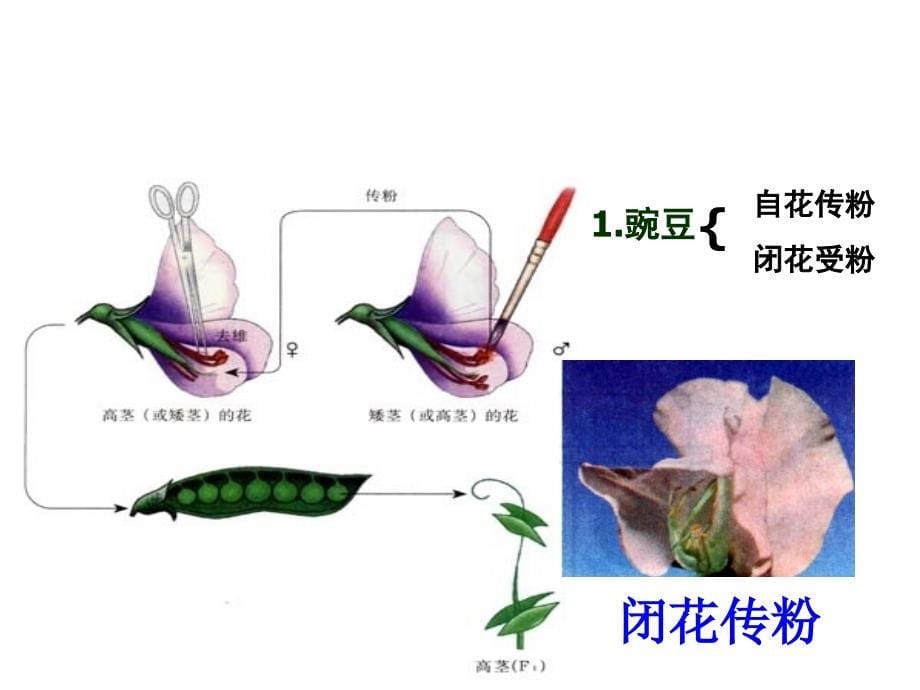 豌豆杂交实验一推荐课件_第5页