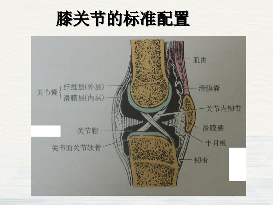 膝关节功能解剖与康复治疗ppt课件_第3页