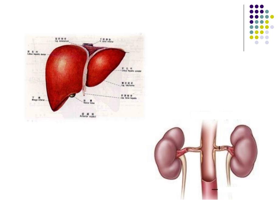 肝脏疾病肾损害课件_第1页