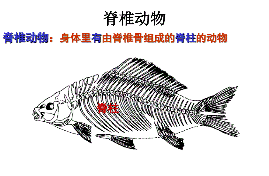 新人教版八年级生物上册第一章第四节鱼上课用中学课件_第3页