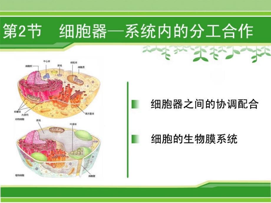 细胞器——系统内的分工合作(第二课时)_第1页