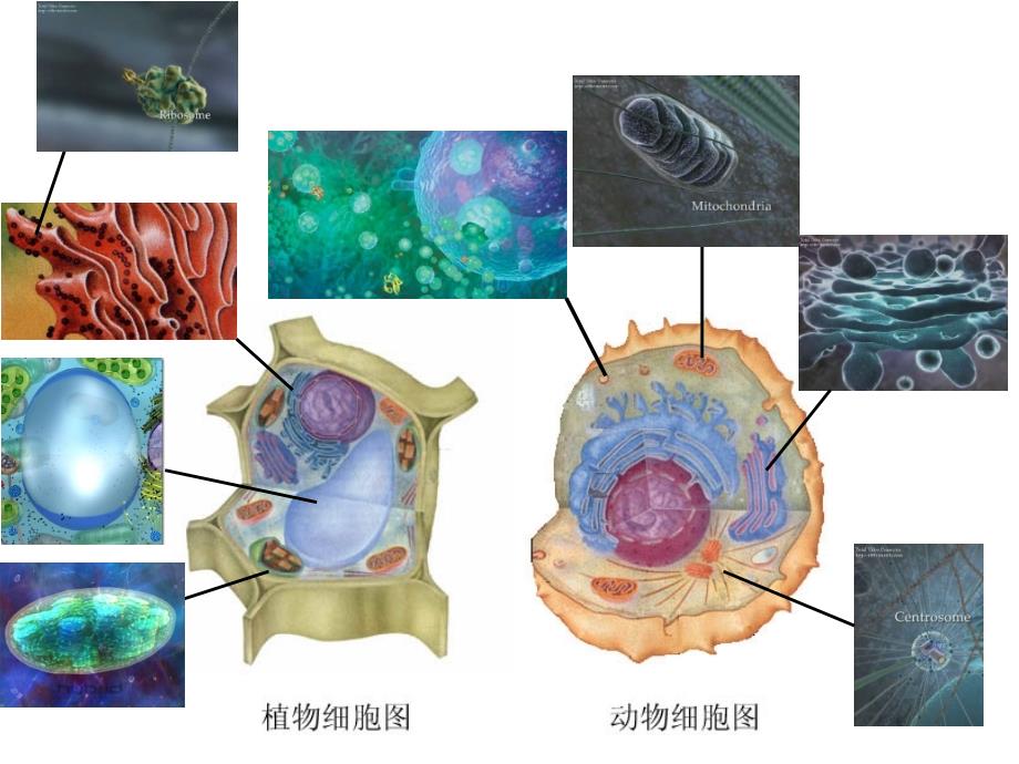 细胞器——系统内的分工合作(第二课时)_第2页