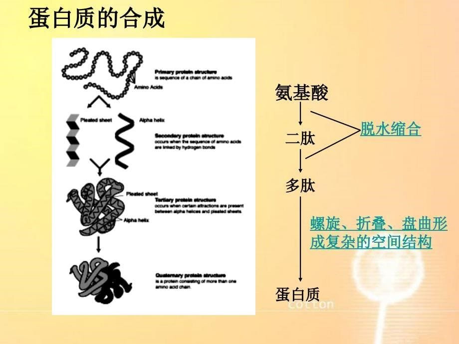 细胞器——系统内的分工合作(第二课时)_第5页