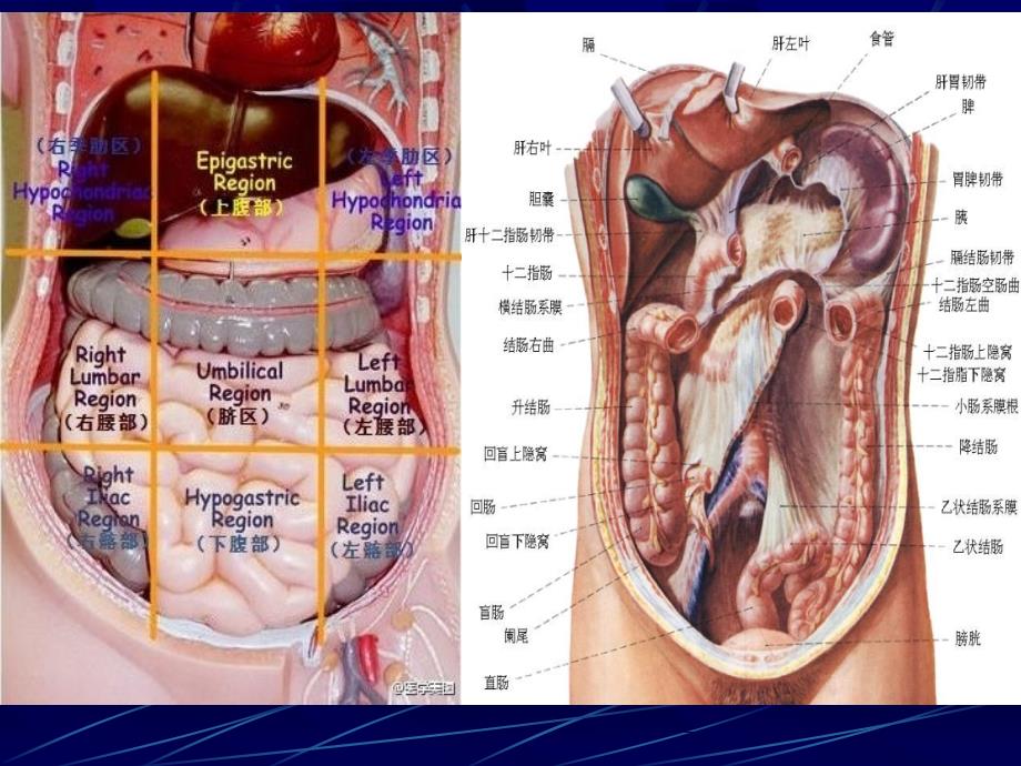 诊断学：腹部常见病变的主要症状和体征_第4页