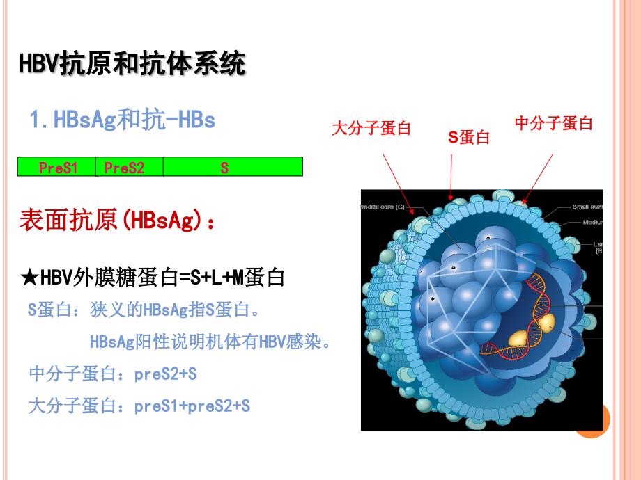 乙型病毒性肝炎的实检查_第4页