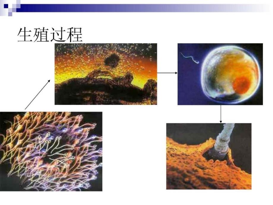 出生缺陷干预 遗传咨询及案例分析_第3页