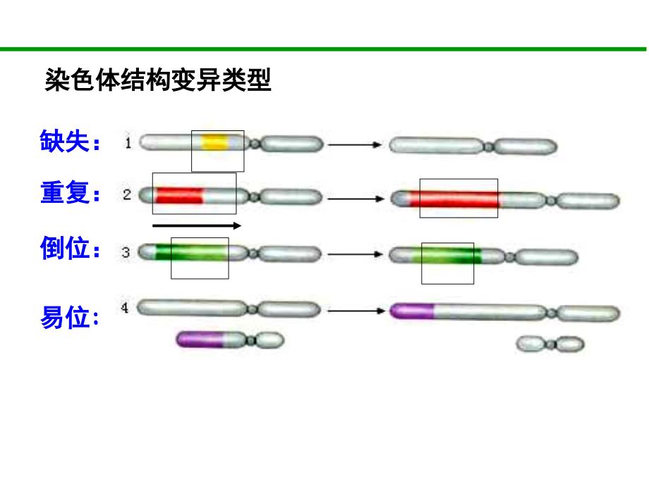 染色体变异15高三复习课件_第4页