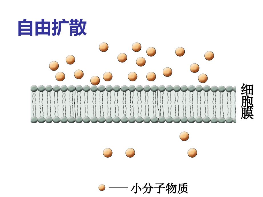 物质跨膜运输的方式 课件_第4页