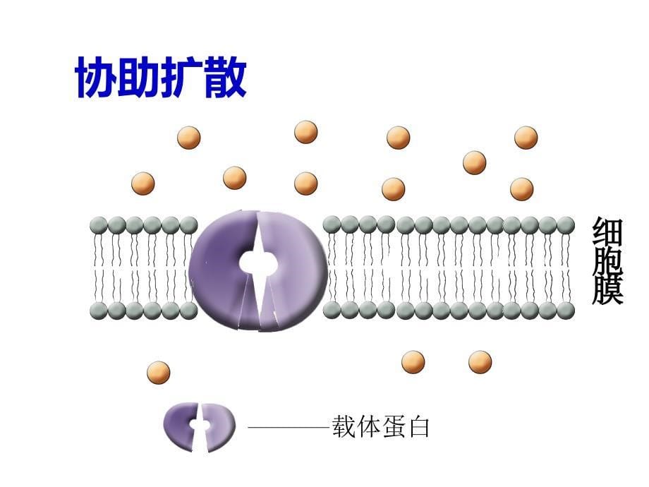 物质跨膜运输的方式 课件_第5页