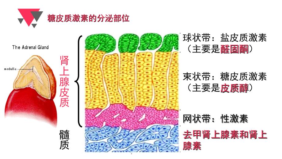 糖皮质激素专业知识讲座PPT培训课件_第4页