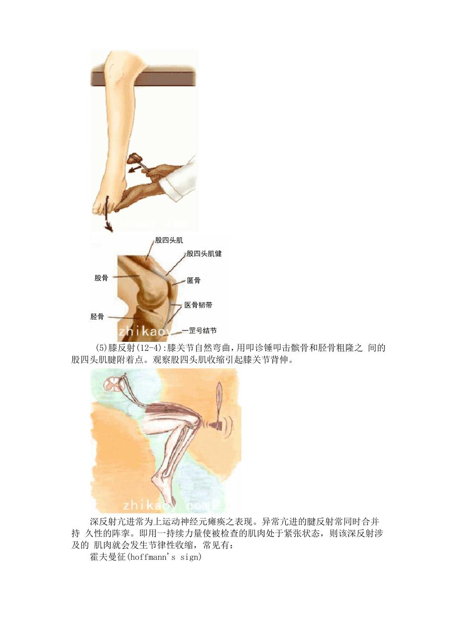 深反射浅反射病理反射_第3页