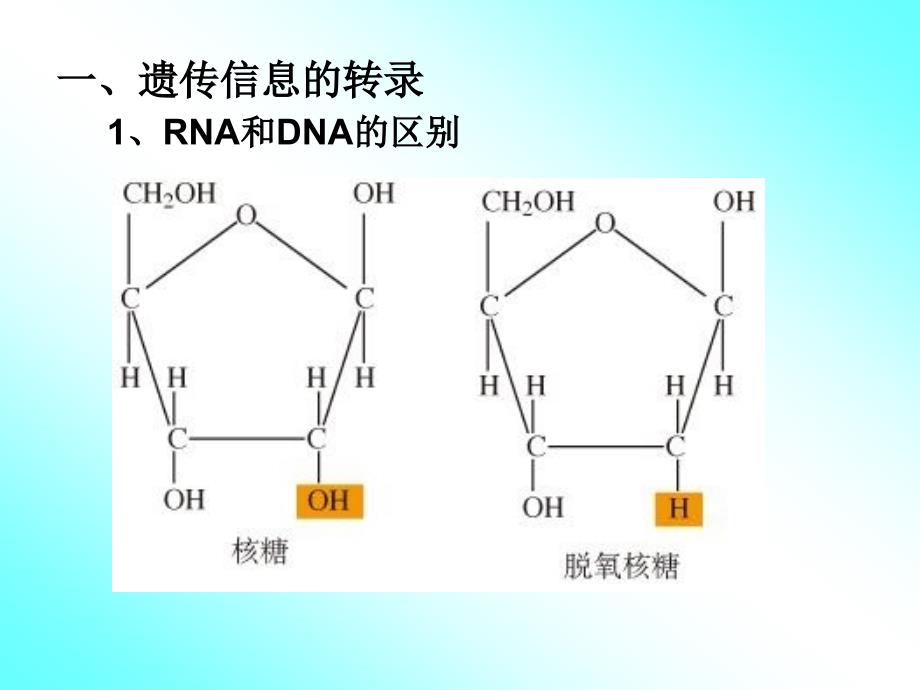 第四章基因的表达第一节基因指导蛋白质的合成_第3页