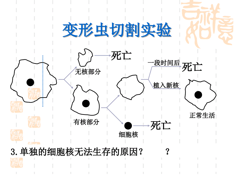 文10细胞核——系统的控制中心(1课时)_第4页