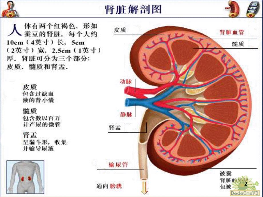 肾输尿管结石_第2页