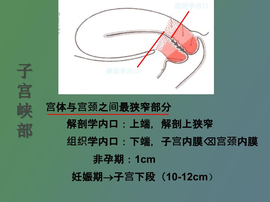 前置胎盘妇产科护士培训_第3页