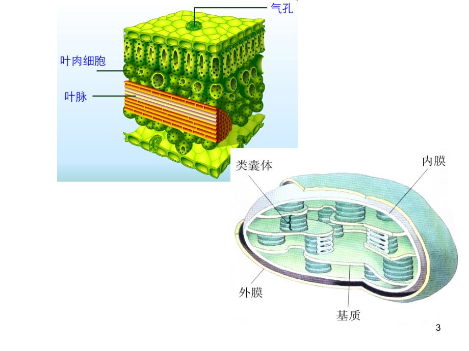 光合作用和细胞呼吸复习_第3页