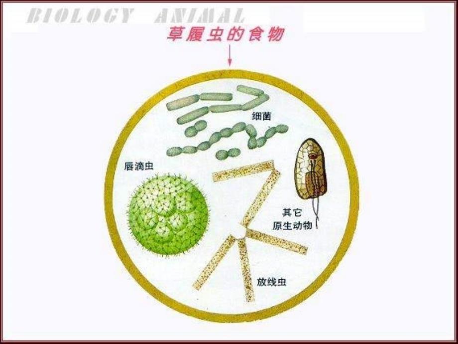 人教初中生物七上《第2单元 第2章 第4节 单细胞生物》PPT课件 (4)_第4页