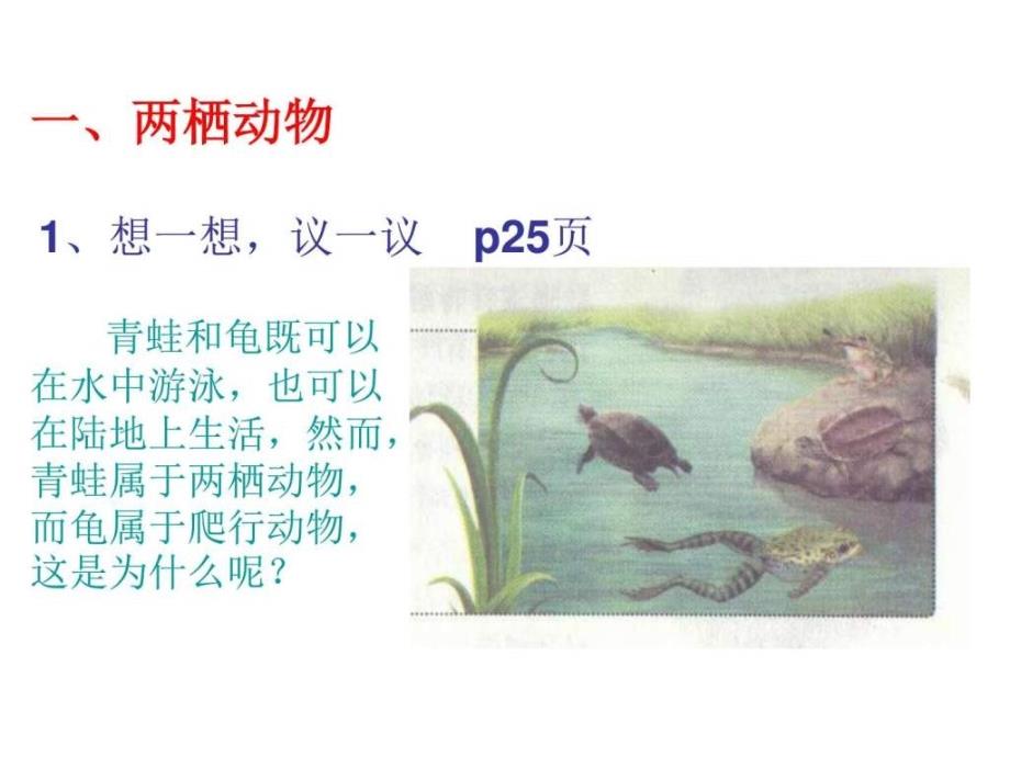 两栖动物和爬行动物.ppt_第2页