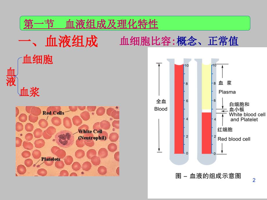 人体解剖生理学-血液的组成与功能_第2页