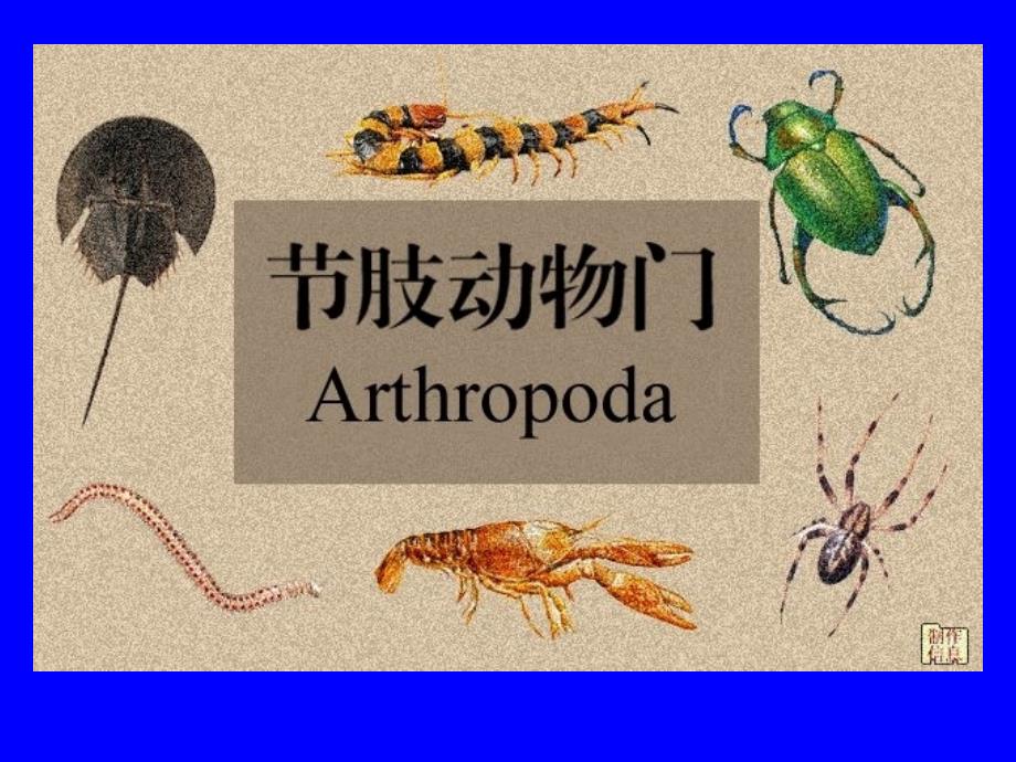 动物学课程-第十章 节肢动物门_第1页