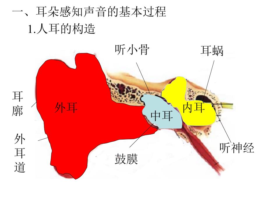 我们是怎么听到声音的课件_第4页