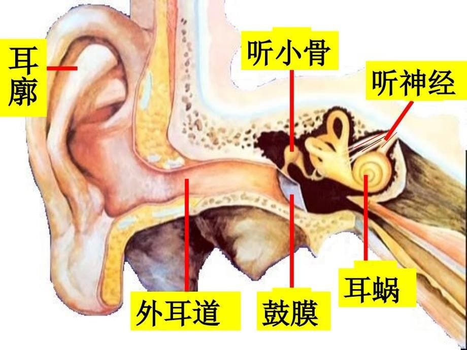 我们是怎么听到声音的课件_第5页