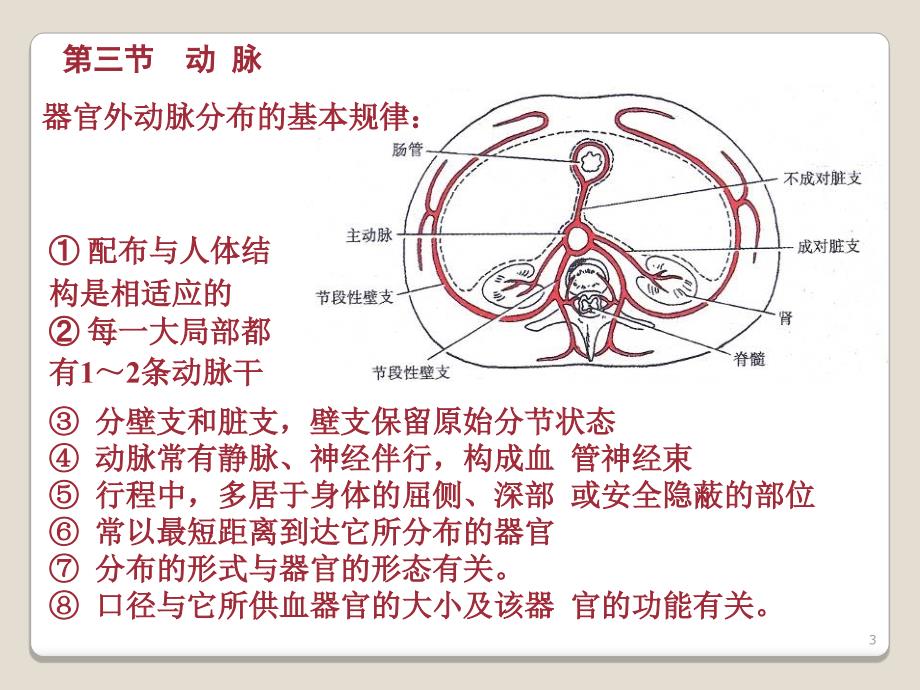 心血管系统动脉ppt课件文档资料_第3页