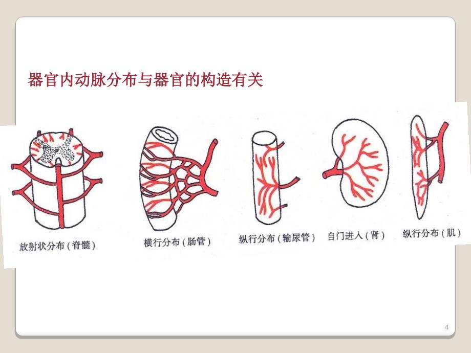 心血管系统动脉ppt课件文档资料_第4页