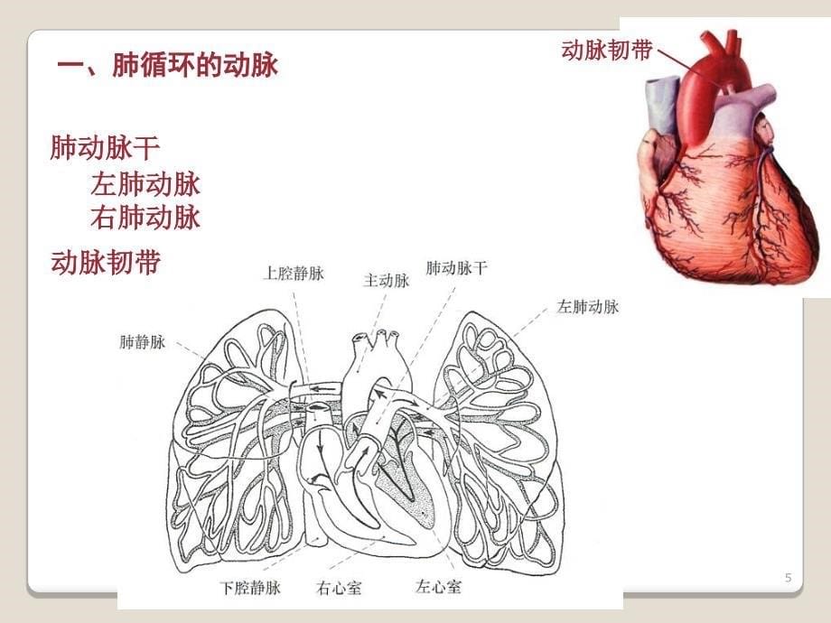 心血管系统动脉ppt课件文档资料_第5页