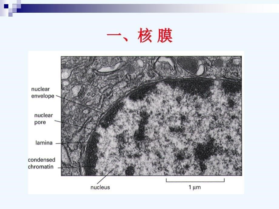 第十一章细胞核与染色质_第5页