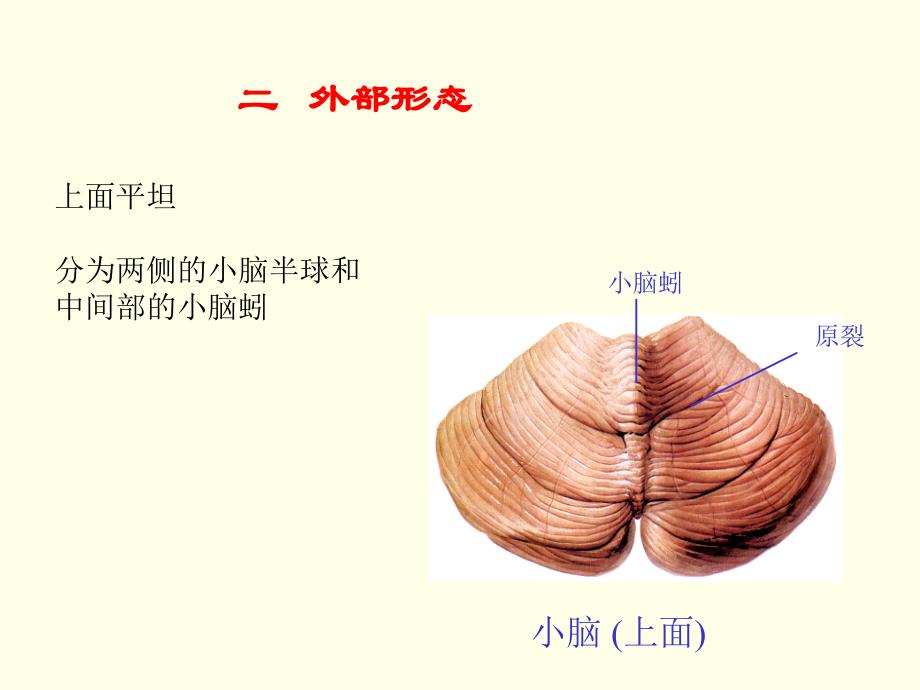 医学人体解剖学资源：小脑_第3页