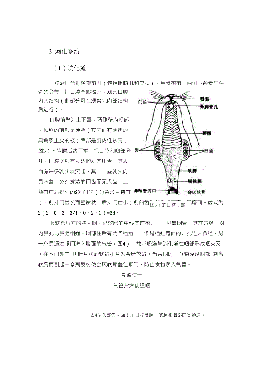 家兔的外形与解剖_第3页