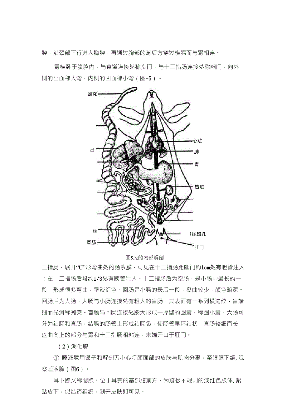 家兔的外形与解剖_第4页