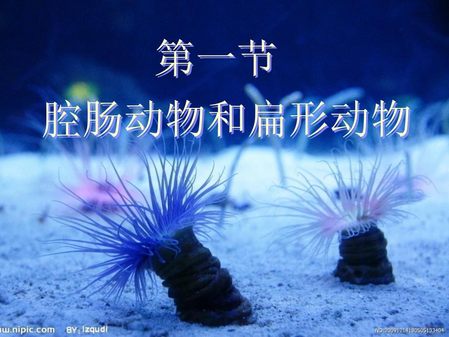 5.1.1腔肠动物和扁形动物_第1页