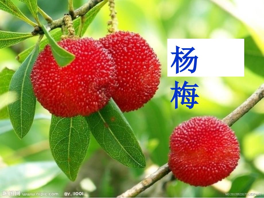 我爱故乡的杨梅_第1页