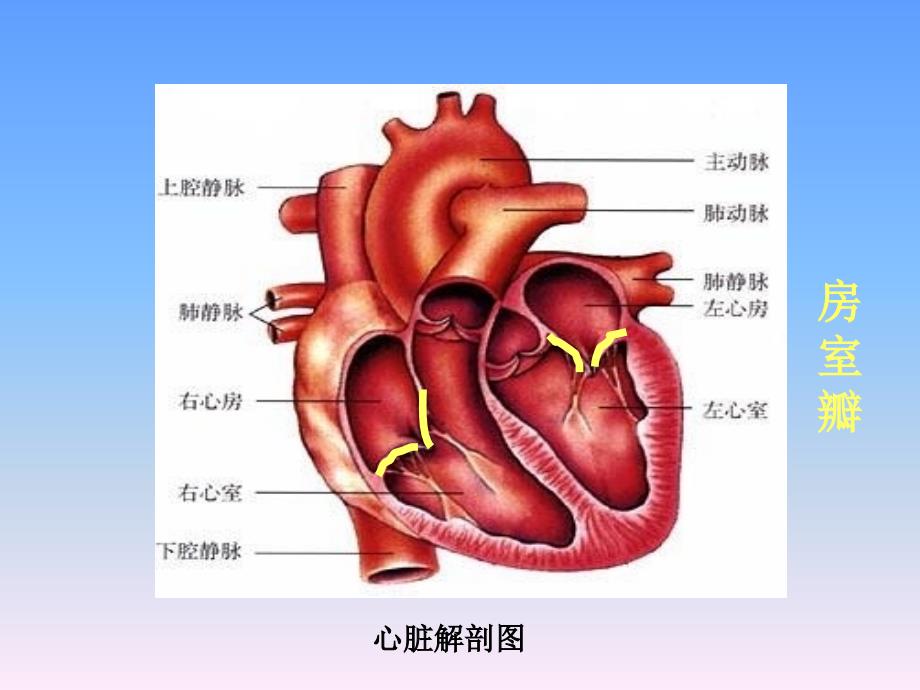 血液循环途径_第4页