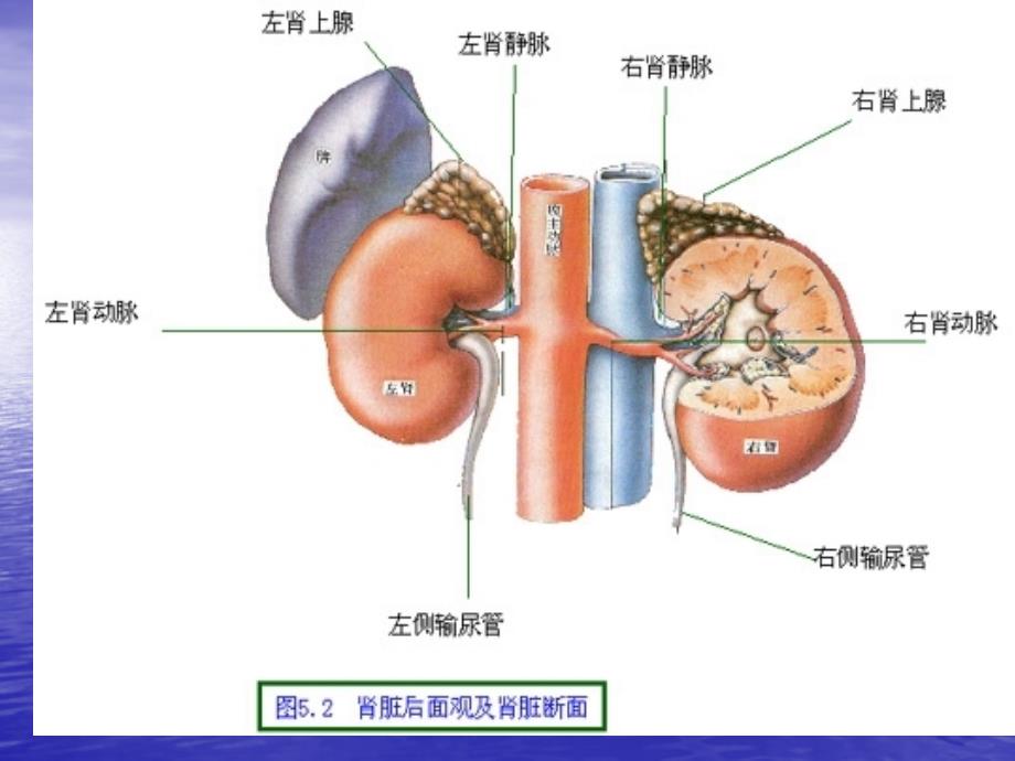 病例讨论肾上腺武荣_第4页