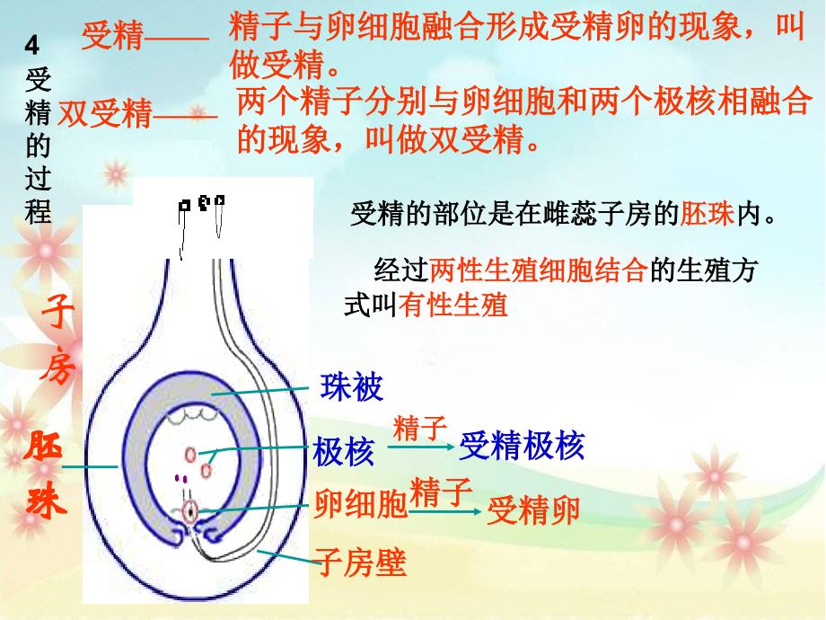 绿色开花植物一生要点_第4页