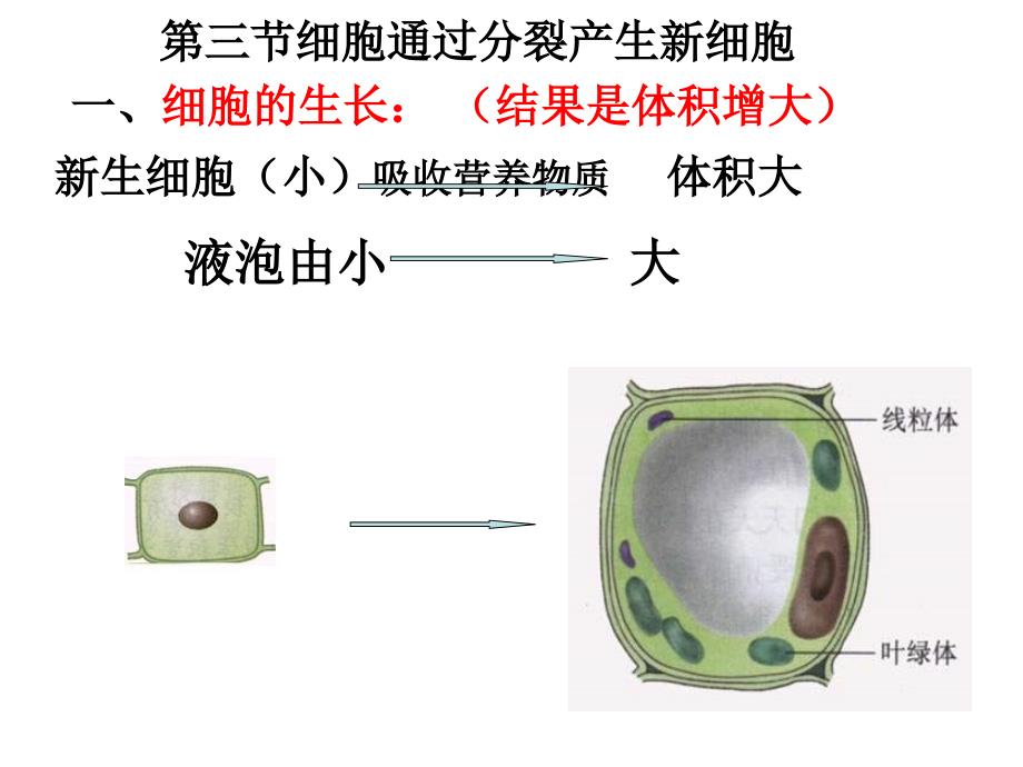 细胞通过分裂产生新细胞2_第1页