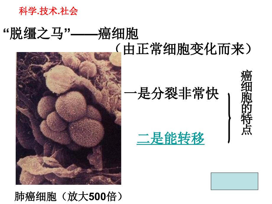 细胞通过分裂产生新细胞2_第4页